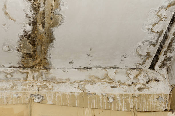 Best Black Mold Removal  in USA